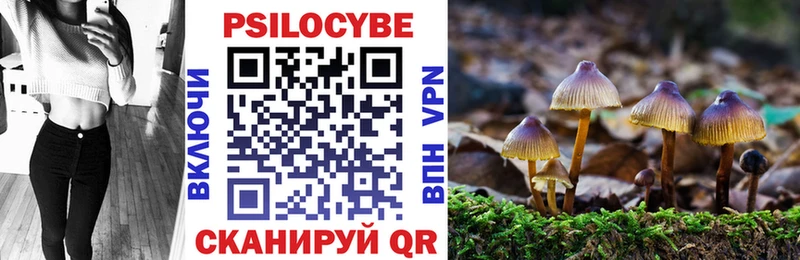 купить наркоту  Чегем  Псилоцибиновые грибы Cubensis 